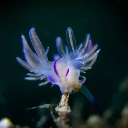 Objectif Macro +8 DIVEVOLK pour Caisson Étanche SeaTouch