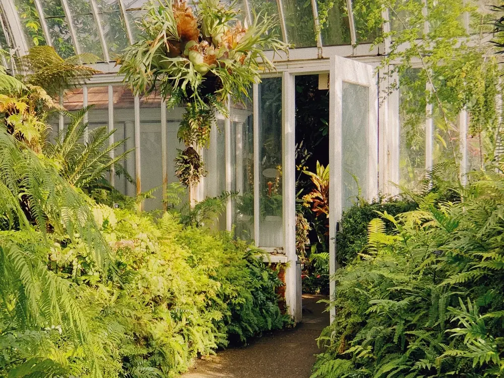 Serre botanique baignée de lumière avec fougères et plantes tropicales, photographiée avec le MOMENT Tele 58mm II